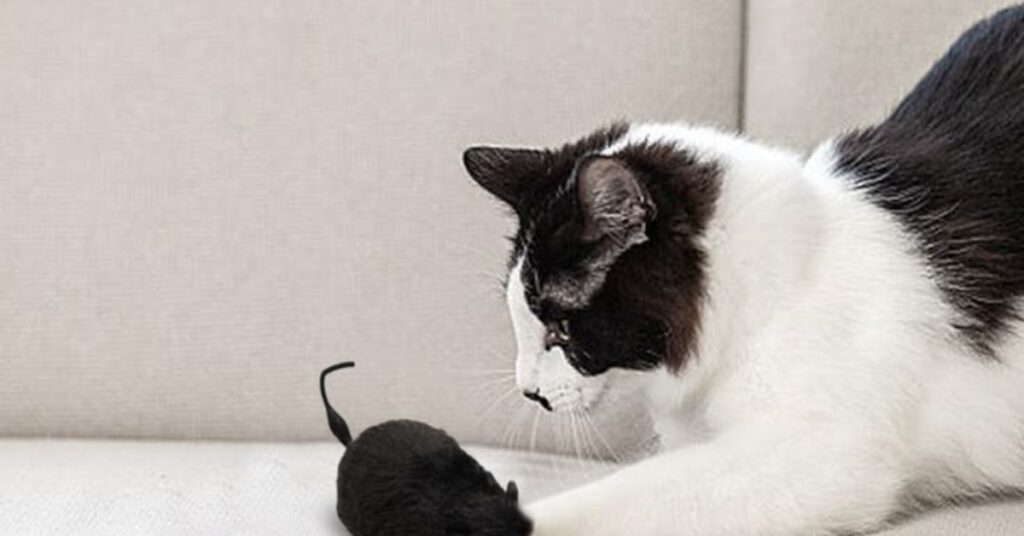 why do cats knock things over