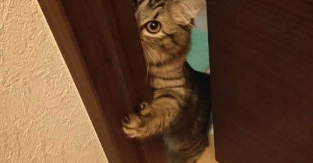 why does my cat follow me into the bathroom