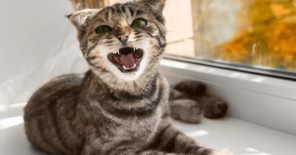 Why do cats meow at night