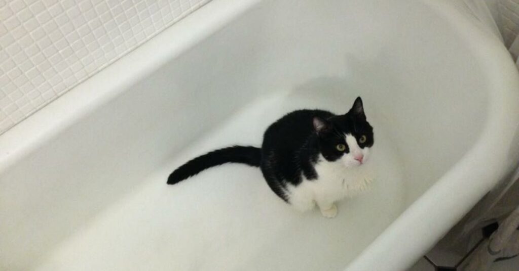 why does my cat follow me into the bathroom