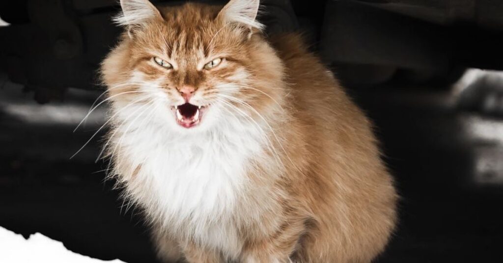 Why do cats meow at night