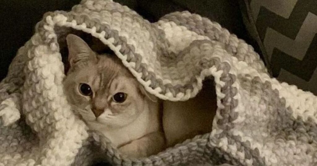 cat scared of everyday sounds