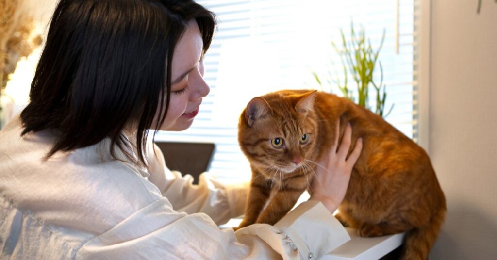 Why do cats meow at night