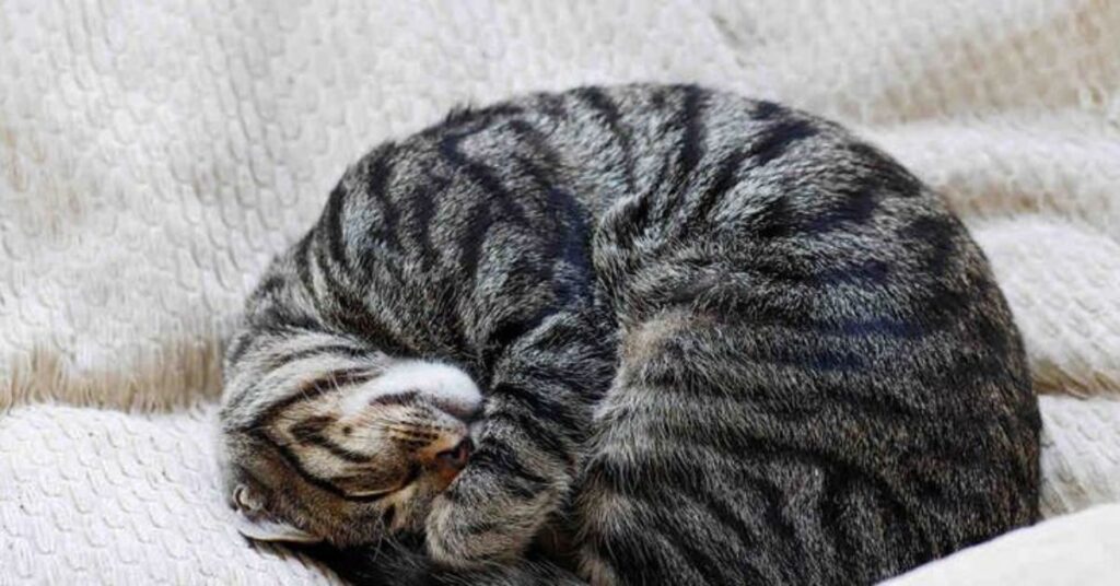 why do cats sleep so much
