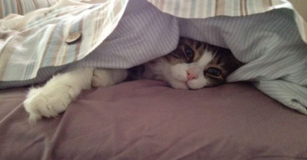 why do cats sleep so much