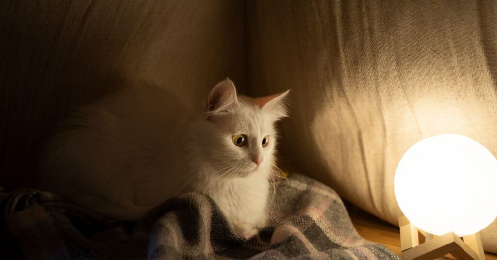 Why do cats meow at night