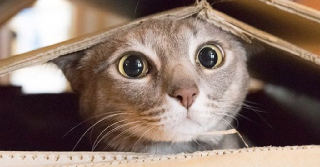 cat scared of everyday sounds