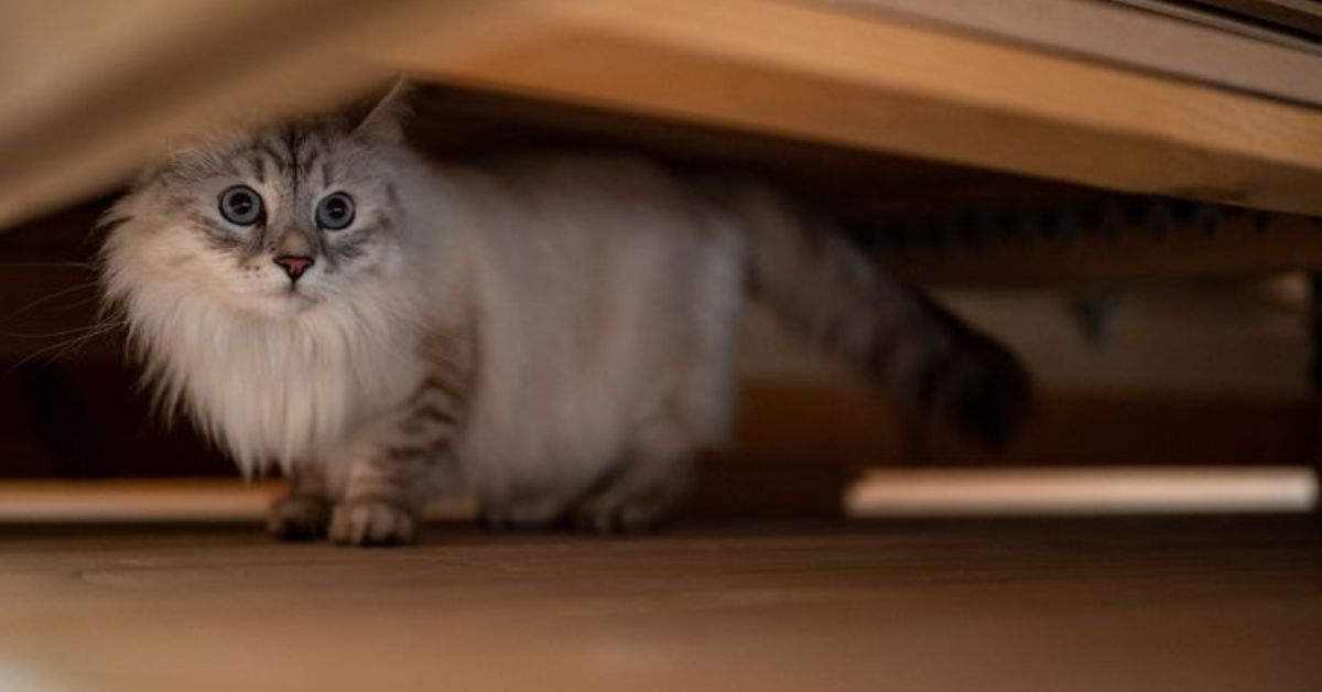 cat scared of everyday sounds