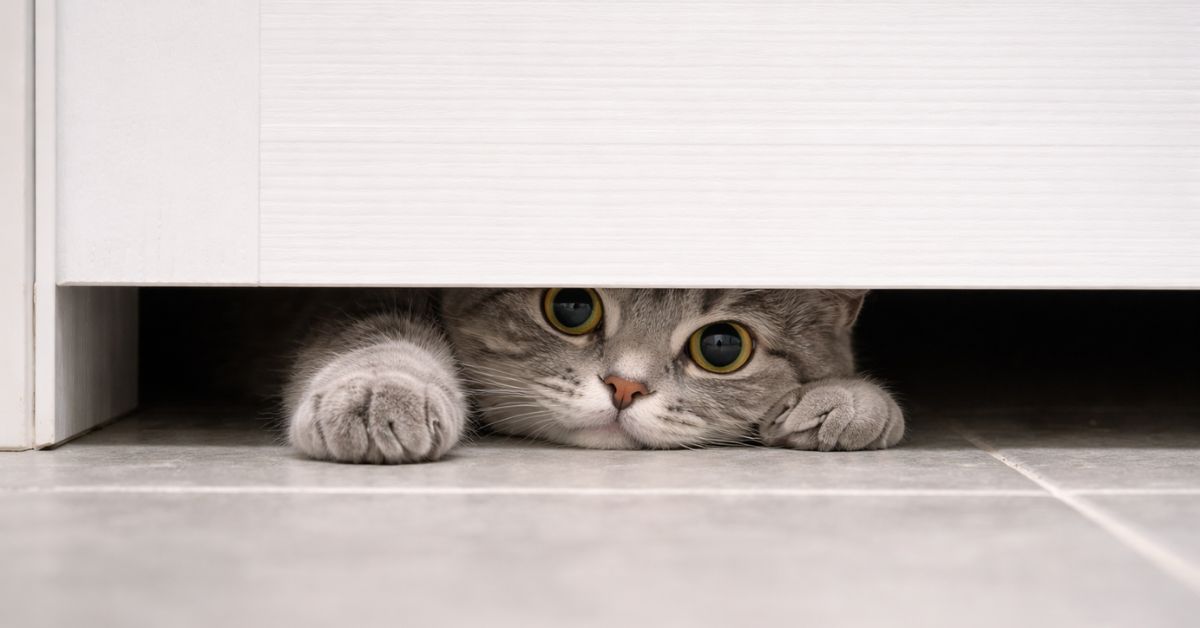 gray cat peeking under bathroom door with paws visible