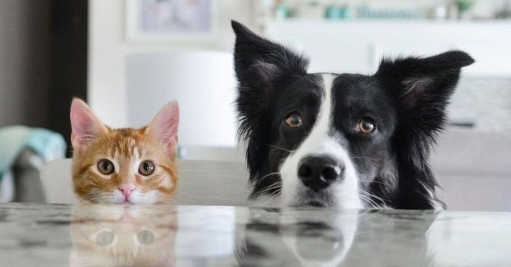Do cats recognize faces