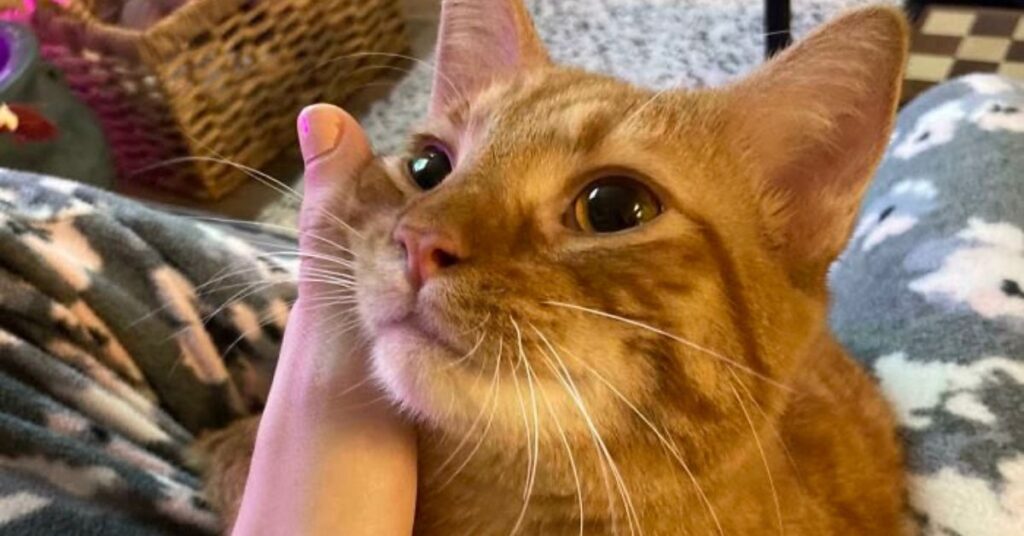 Do cats recognize faces