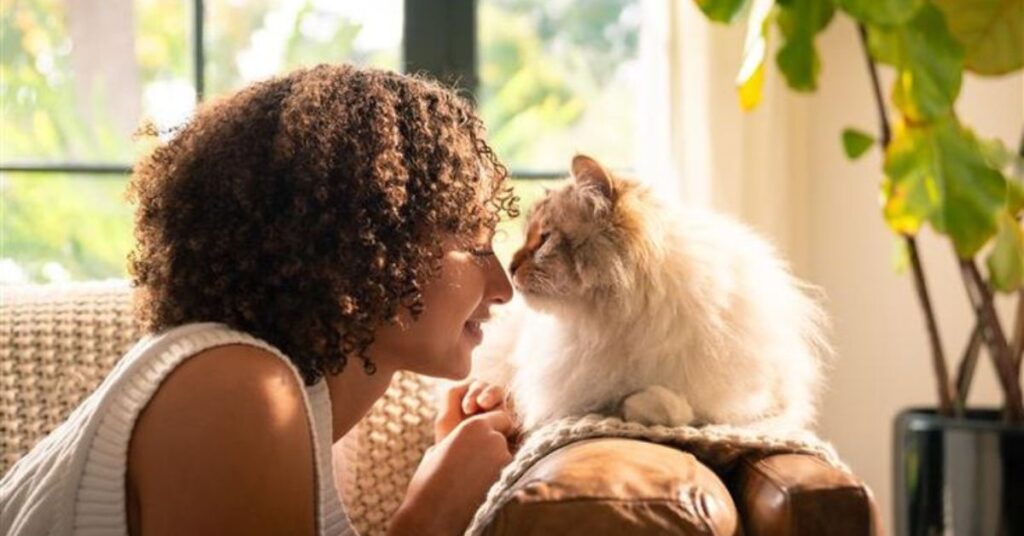 Do cats recognize faces
